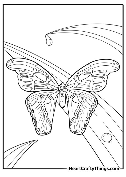 Realistic moth with spread wings detailed coloring page