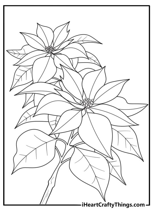 Realistic poinsettia plant in a garden detailed coloring sheet