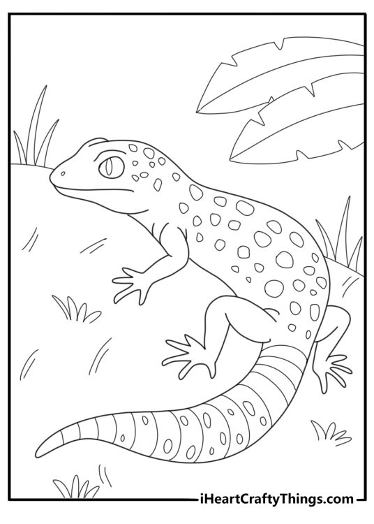 Salamander coloring pages
