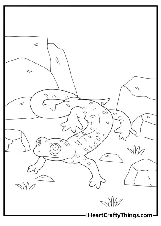 Salamander hiding between rocks coloring page for kids