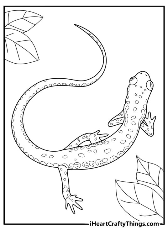 Salamander with long tail curled easy coloring page