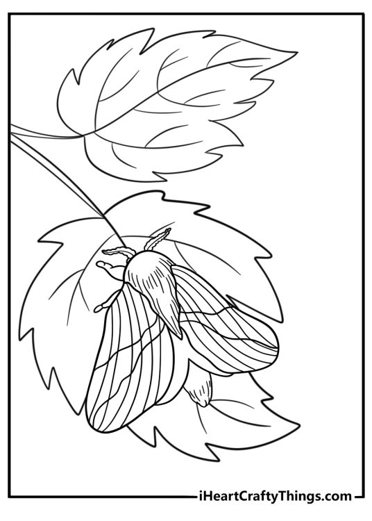 Simple moth on a leaf easy coloring sheet for kids