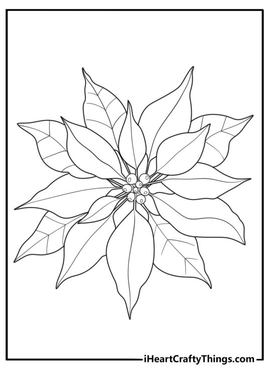 Single poinsettia bloom close up floral coloring sheet