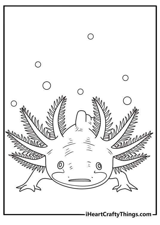A close view of feathery gills fills this detailed axolot_ printable