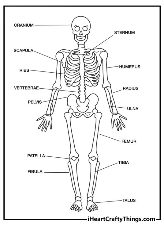 A medical skeleton model with labeled bones fills this educational coloring page