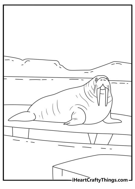 A walrus lies beside chunks of sea ice in this simple coloring sheet