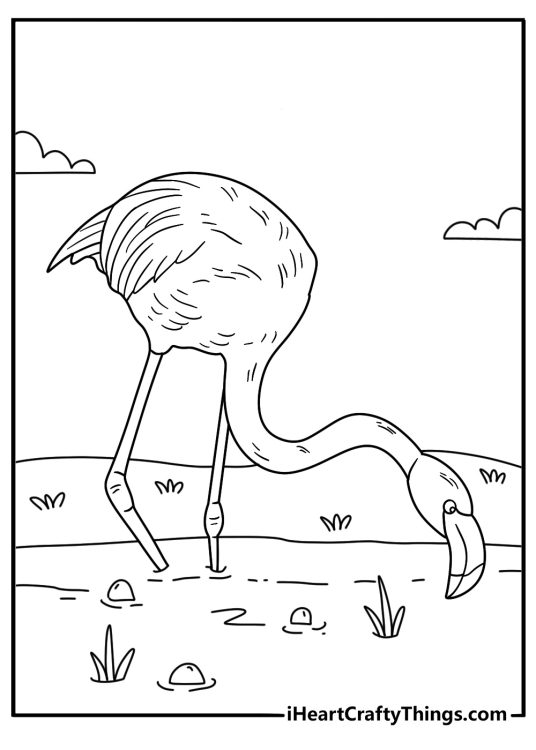 Flamingo coloring page for kids featuring a bird feeding in shallow mud