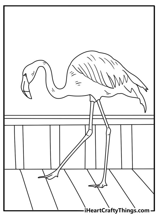 One flamingo walks past a wooden viewing platform in this easy sheet