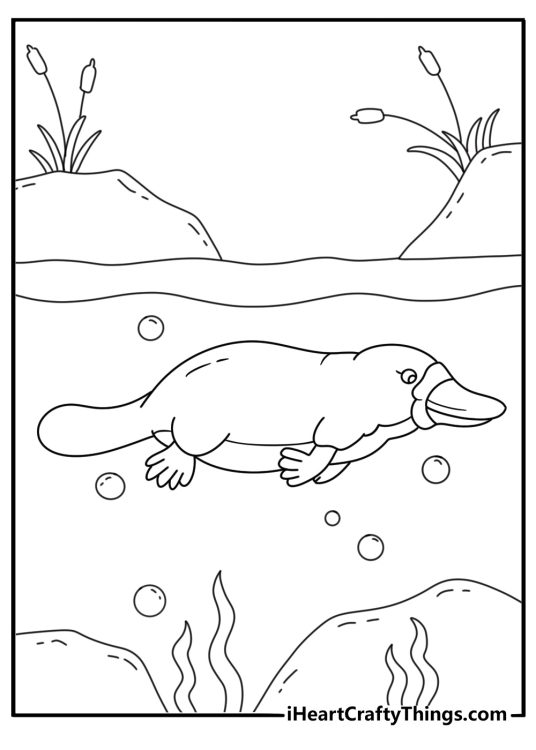 Platypus swimming through a freshwater creek fills this animal printable
