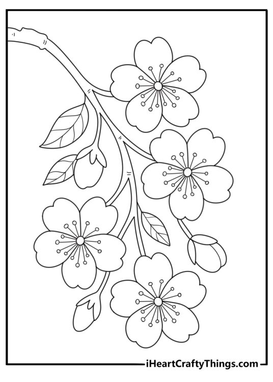 apple blossoms on a branch detailed coloring sheet