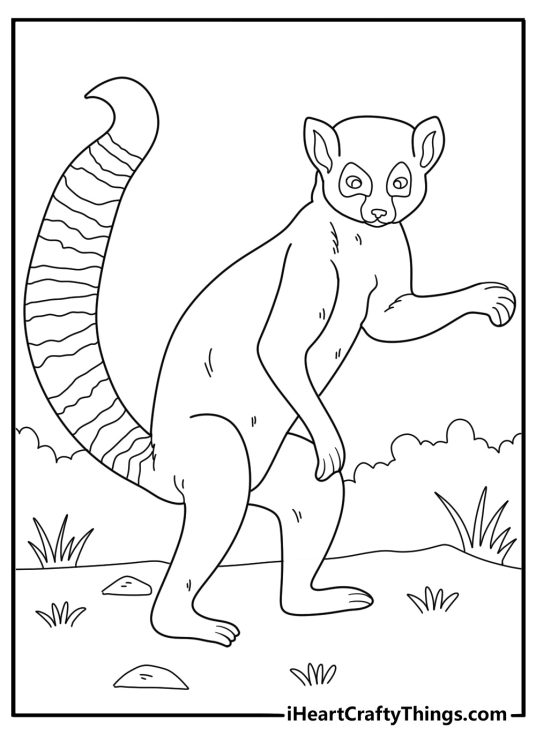 lemur standing on hind legs detailed coloring sheet for adults