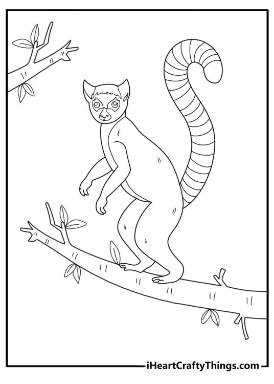 lemur stretching on a branch easy coloring page