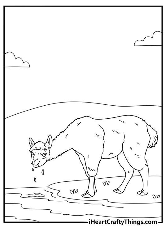 alpaca drinking water from a trough coloring sheet
