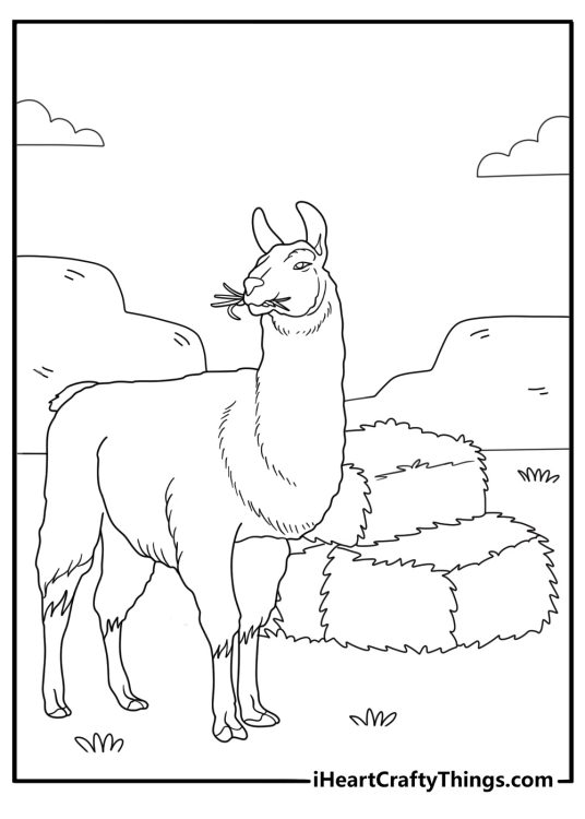 alpaca eating hay from a feeder coloring sheet for kids