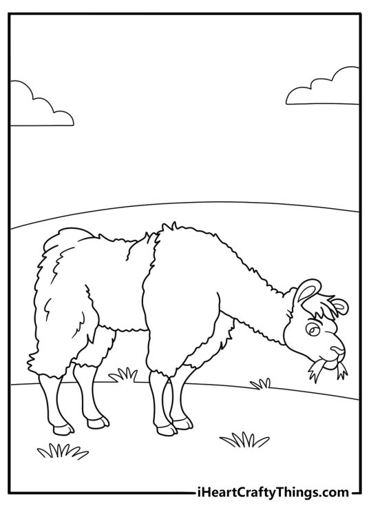 alpaca grazing in the meadow simple coloring page