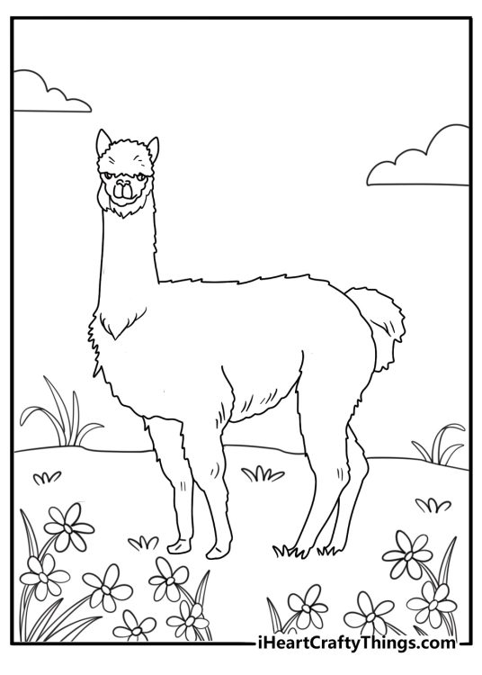 alpaca in a flower field easy coloring sheet for kids