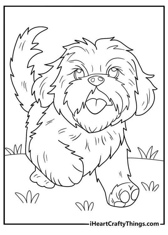 cute shih tzu walking on grass simple coloring sheet