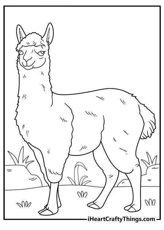 detailed alpaca with thick wool coat coloring page