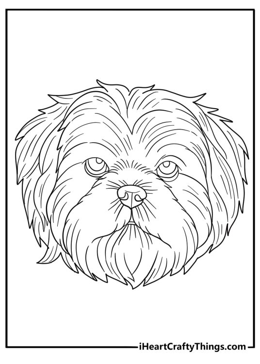 detailed shih tzu face close up realistic coloring page