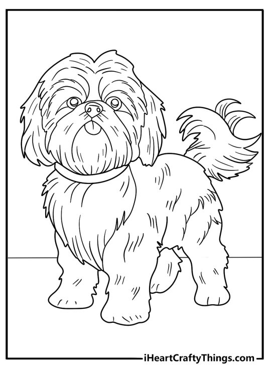 realistic shih tzu standing detailed coloring sheet for adults