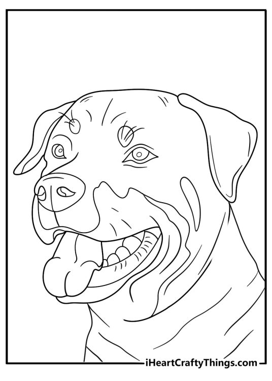 rottweiler head close up detailed coloring sheet