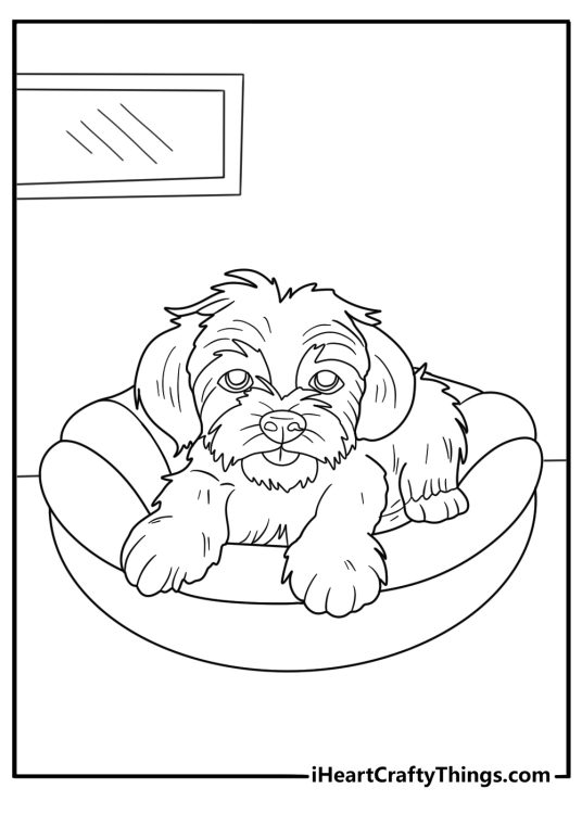 shih tzu in a dog bed detailed coloring sheet