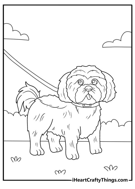shih tzu on a leash walking outside easy coloring page