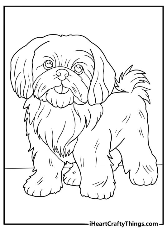 shih tzu with long flowing hair printable coloring page