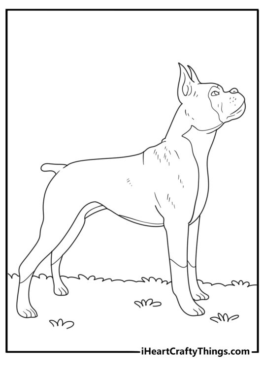 Boxer Dog coloring page with alert stance and cropped ears