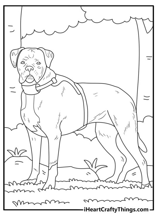 Boxer Dog coloring page with harness on forest trail