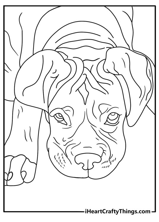 Boxer head study showing wrinkled forehead detailed sheet for adults