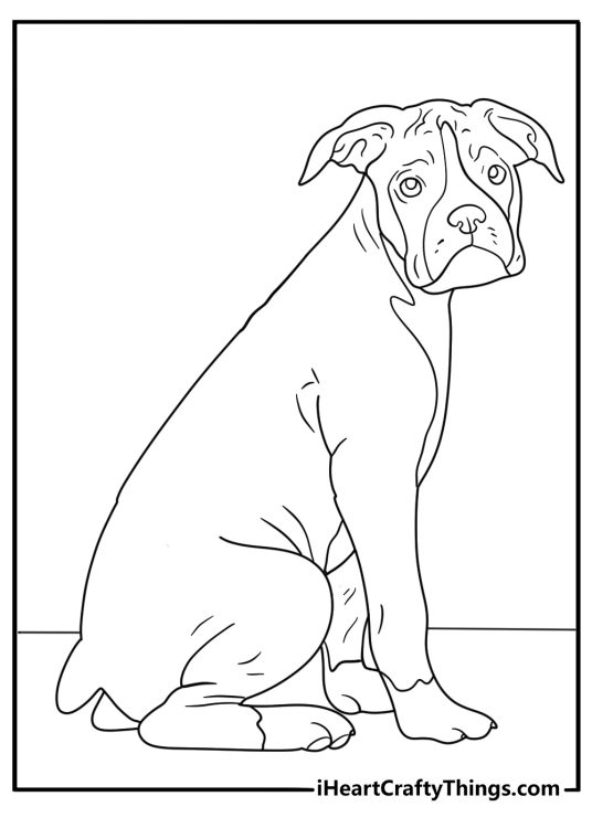 Boxer puppy learning to sit during training session kids printable