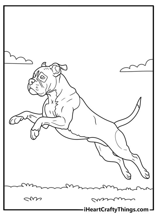 Boxer running across open field with muscular body easy printable
