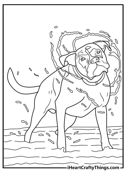 Boxer splashing through shallow water active dog coloring sheet