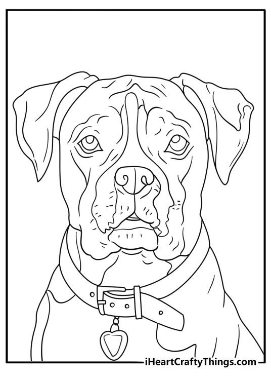 Boxer wearing collar and tag close view simple coloring sheet
