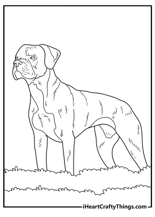 Realistic Boxer Dog coloring page showing brindle coat pattern