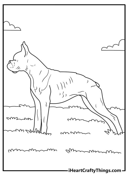 Show ring boxer in stacked pose realistic coloring page